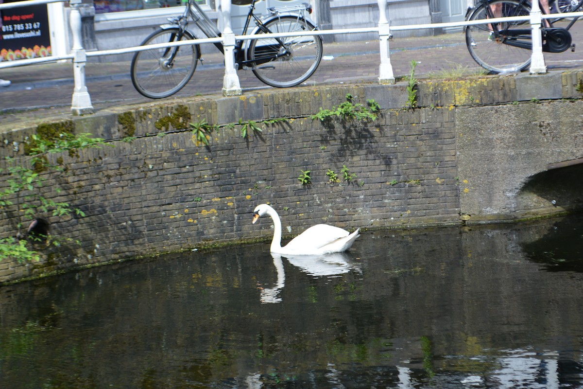 Cygne tuberculé - ML620701356