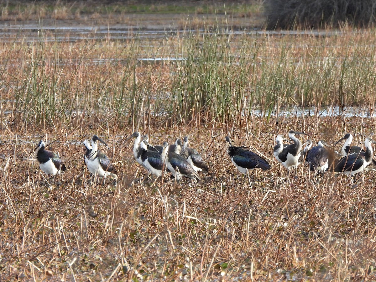 Straw-necked Ibis - Jeffrey Crawley