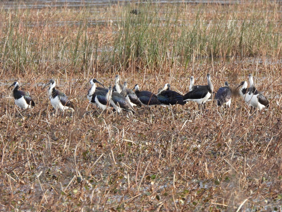 ibis slámokrký - ML620701367
