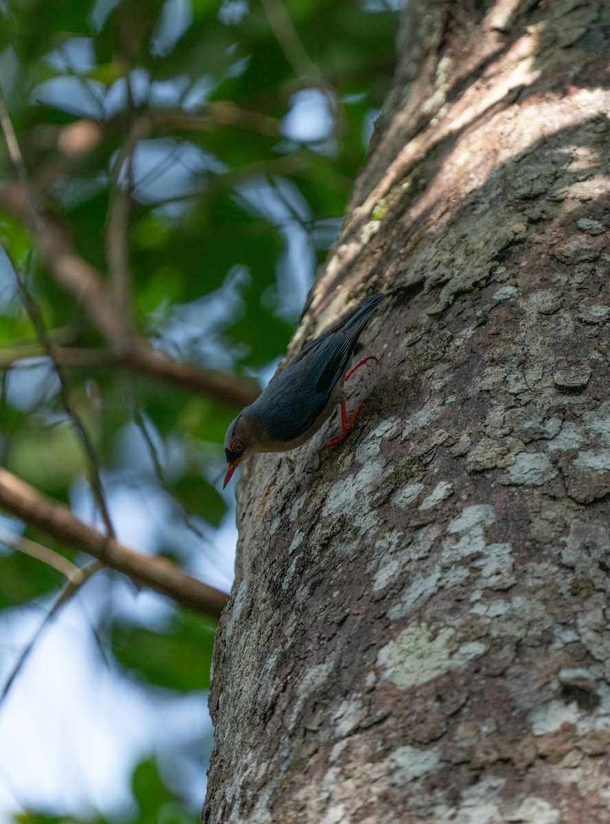 Velvet-fronted Nuthatch - ML620701369