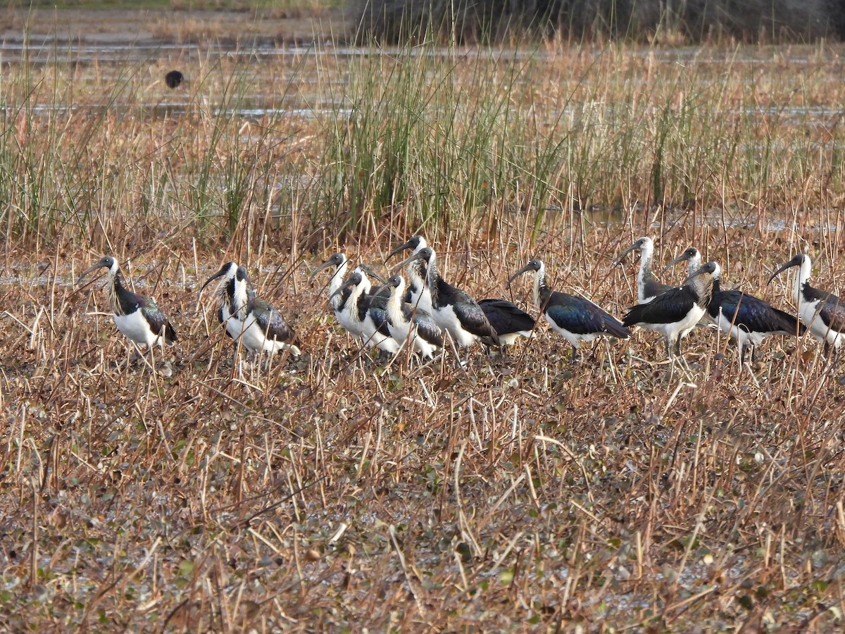 ibis slámokrký - ML620701374