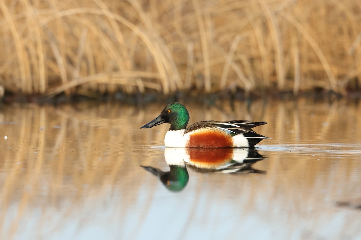 Northern Shoveler - ML620701375