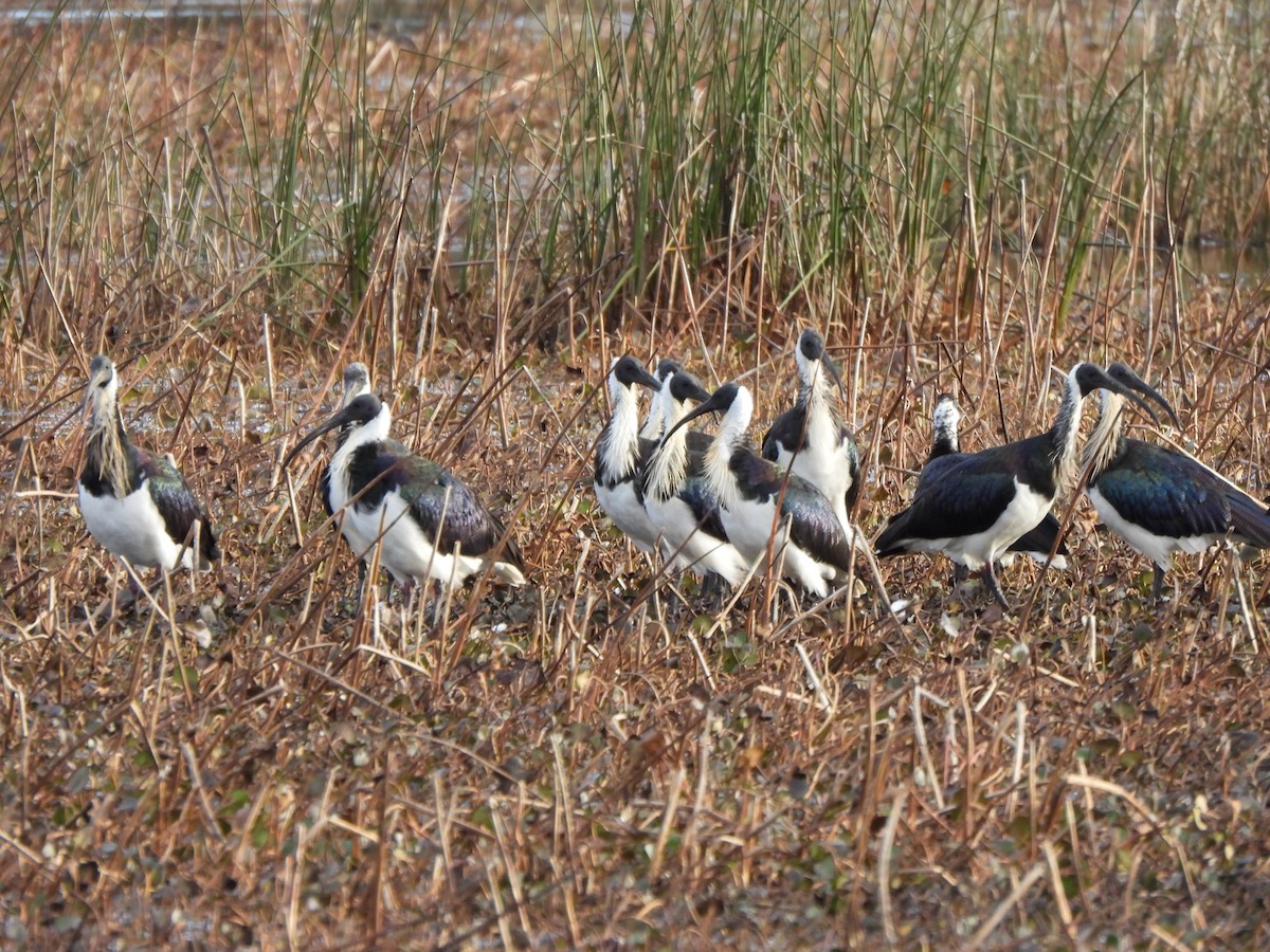 Straw-necked Ibis - ML620701380