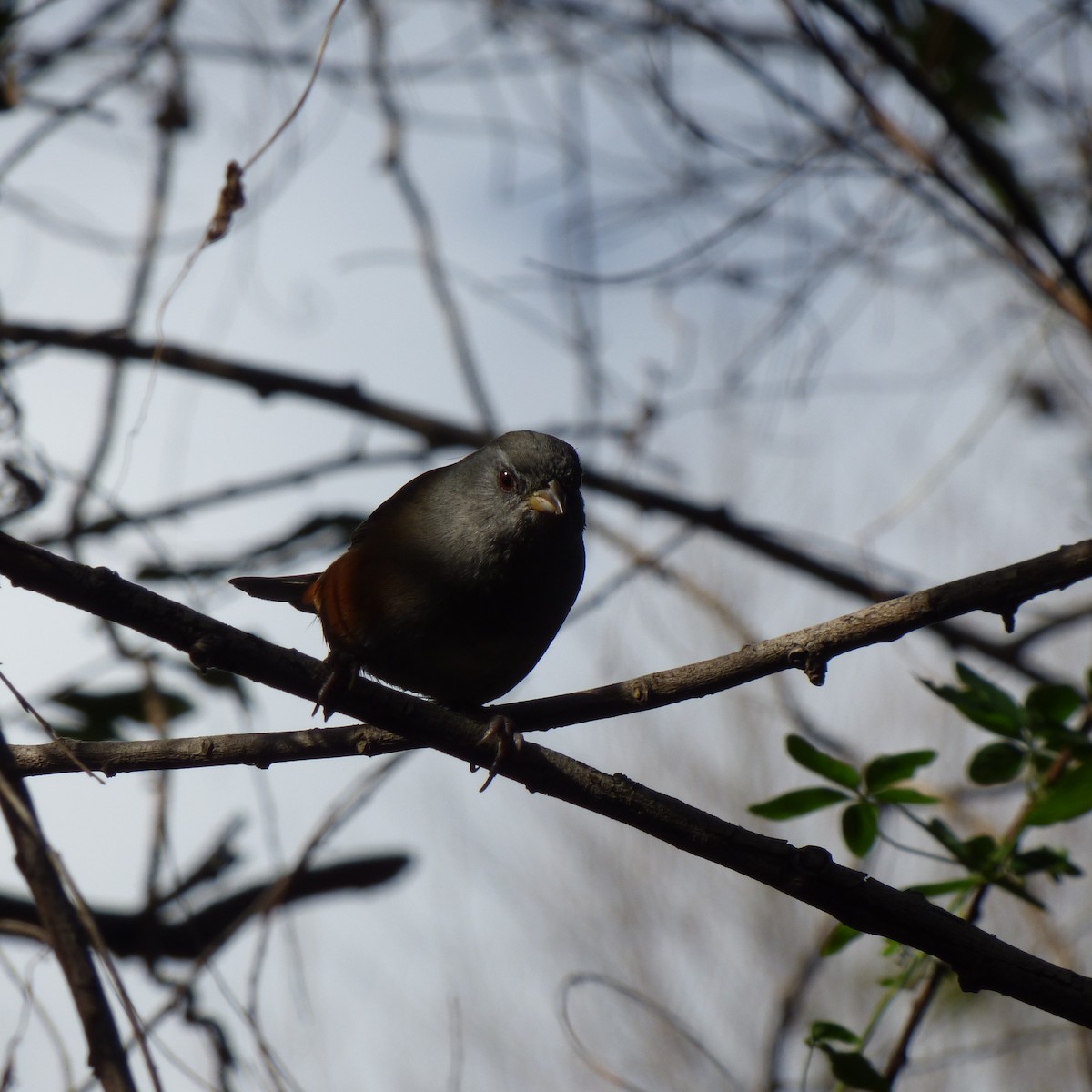 Gray-throated Warbling Finch - ML620701390