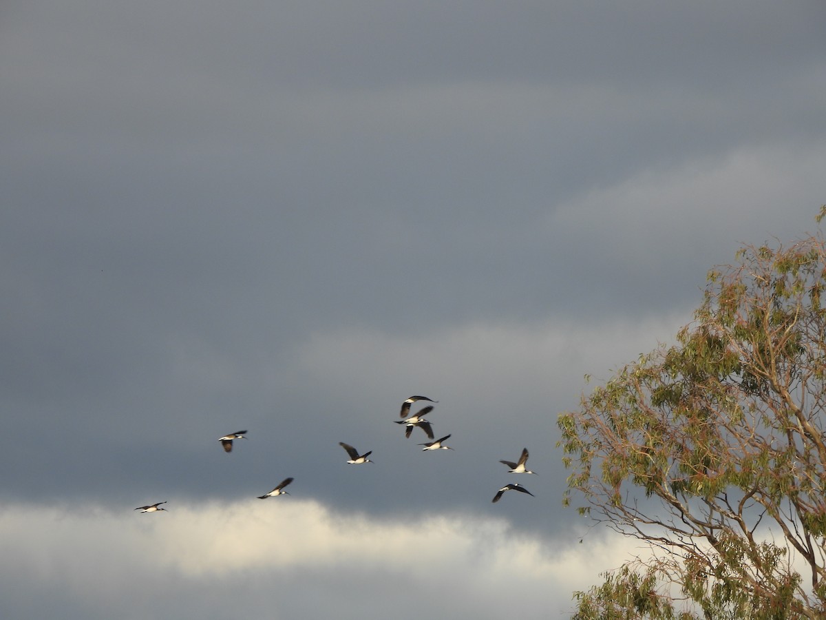 Straw-necked Ibis - ML620701397