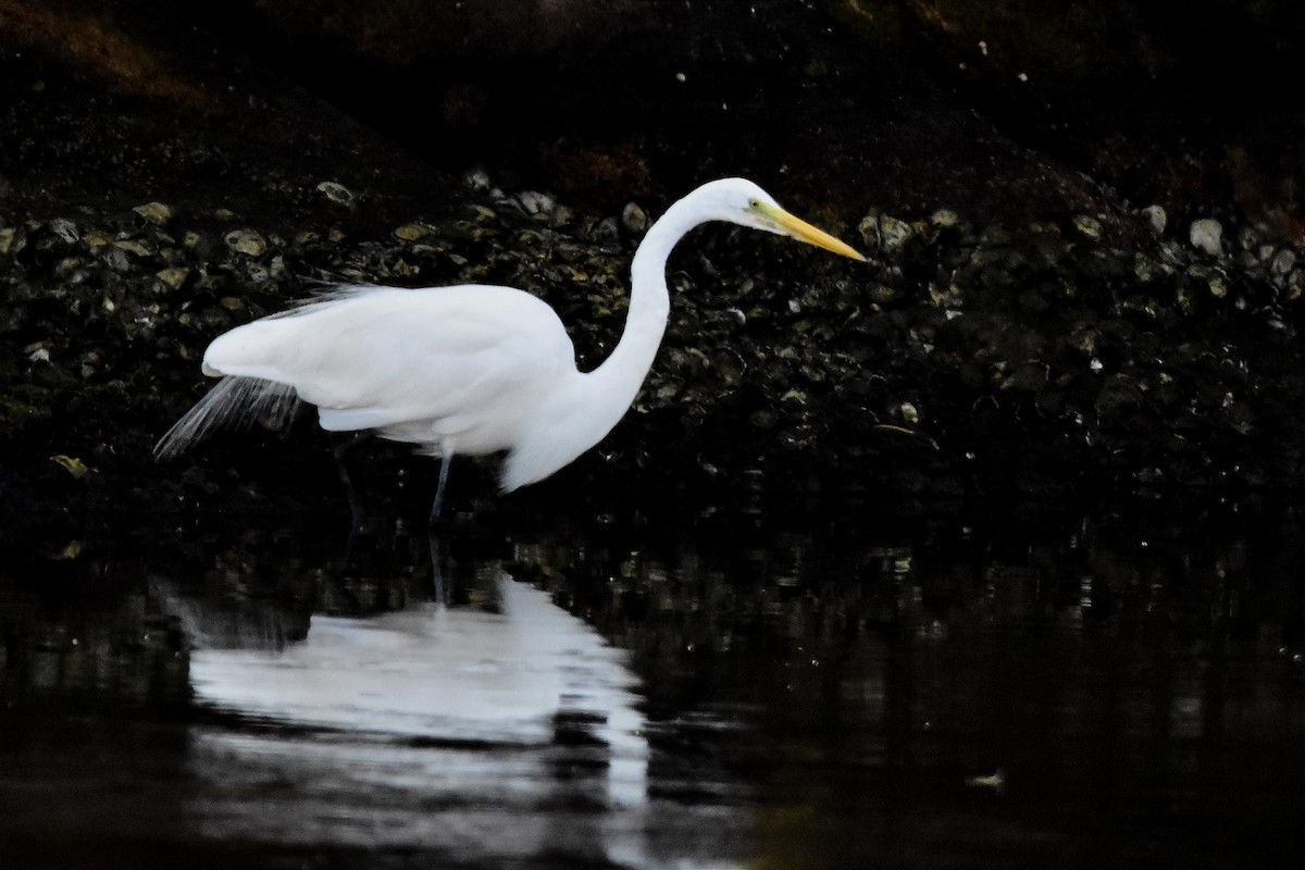 Great Egret - Juan Bardier