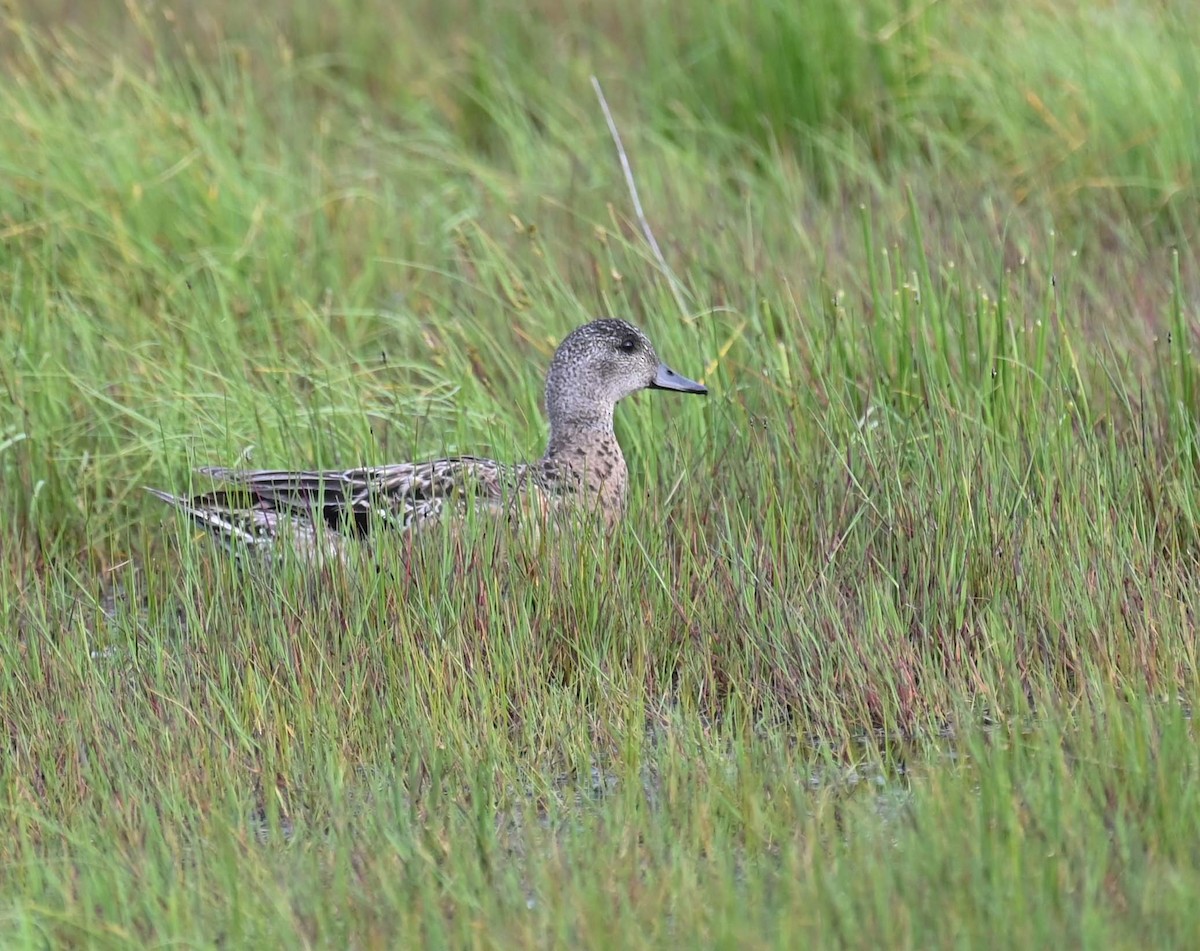 American Wigeon - ML620701402