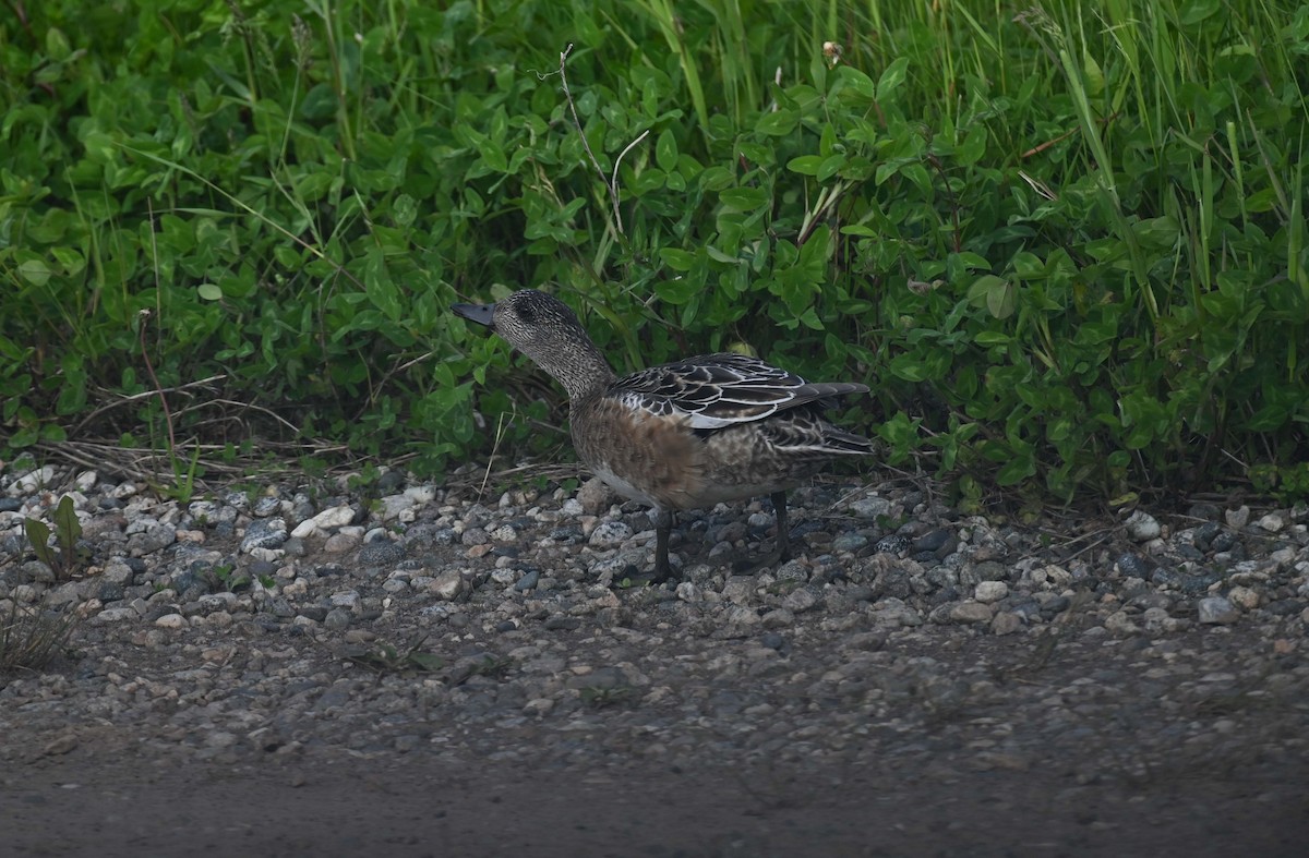 American Wigeon - ML620701403