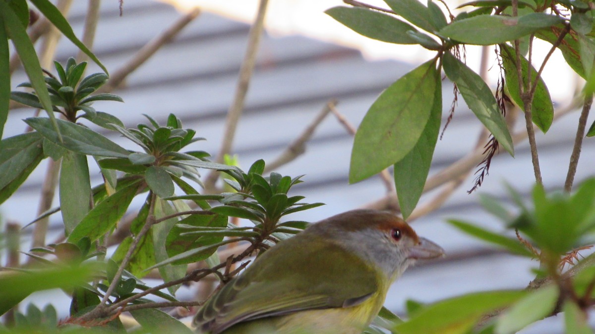 Rufous-browed Peppershrike - ML620701404