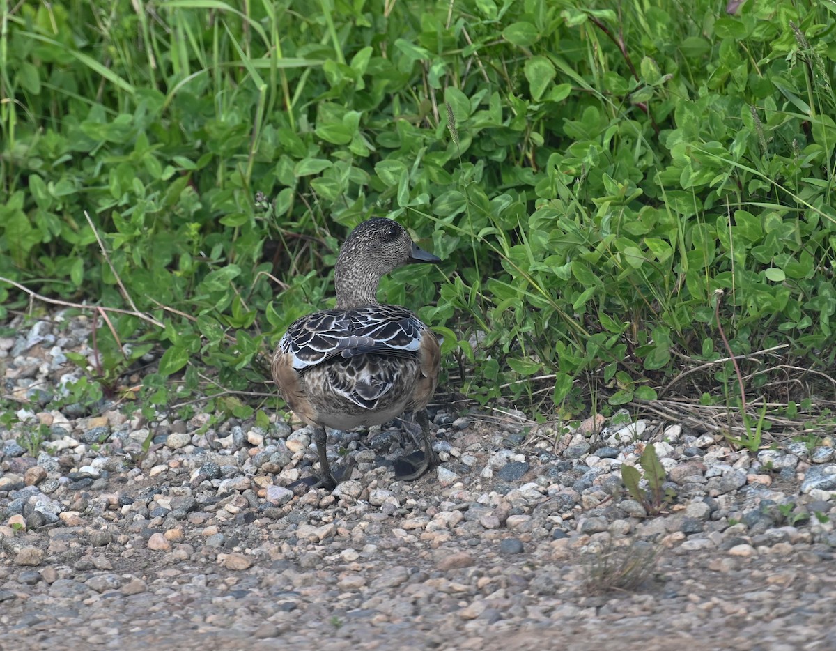 葡萄胸鴨 - ML620701405