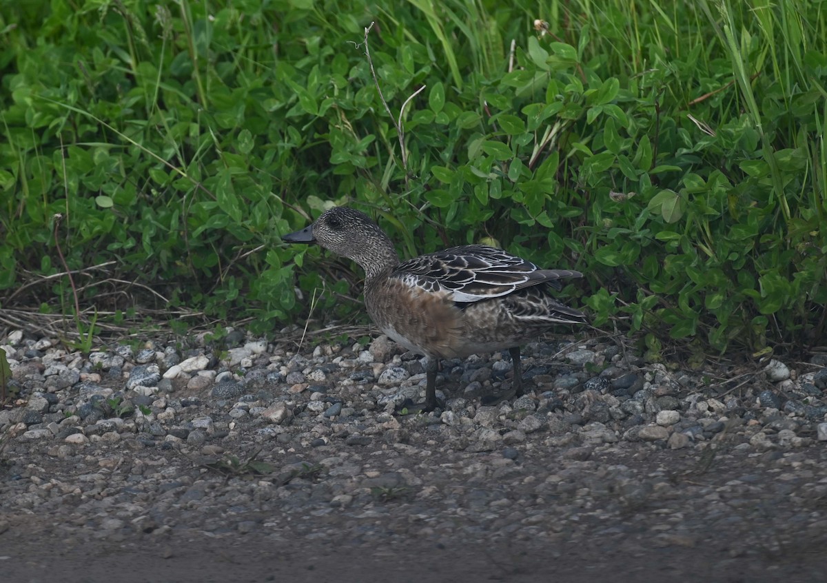 American Wigeon - ML620701406