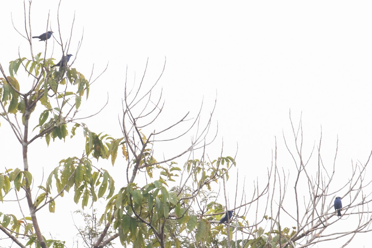 Opal-crowned Tanager - Andre Moncrieff