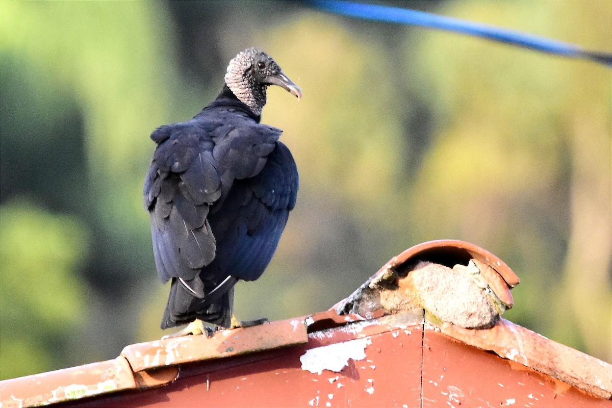 Black Vulture - ML620701411