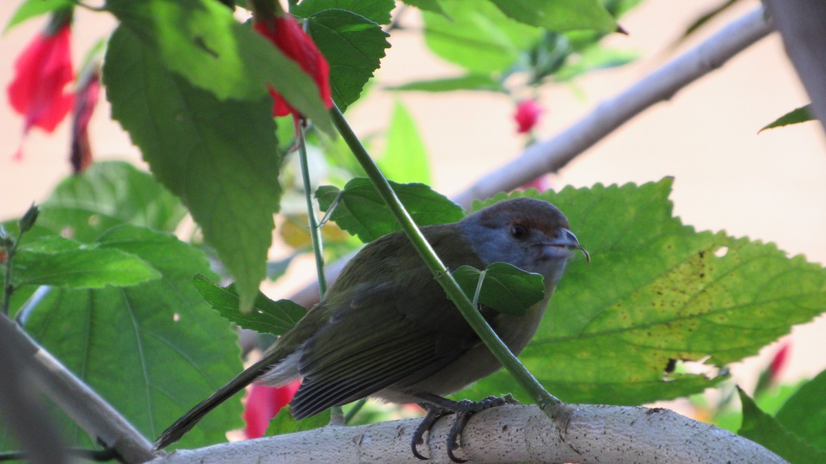 Rufous-browed Peppershrike - ML620701412