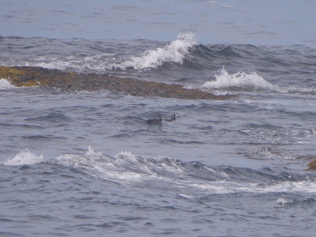 Harlequin Duck - ML620701415