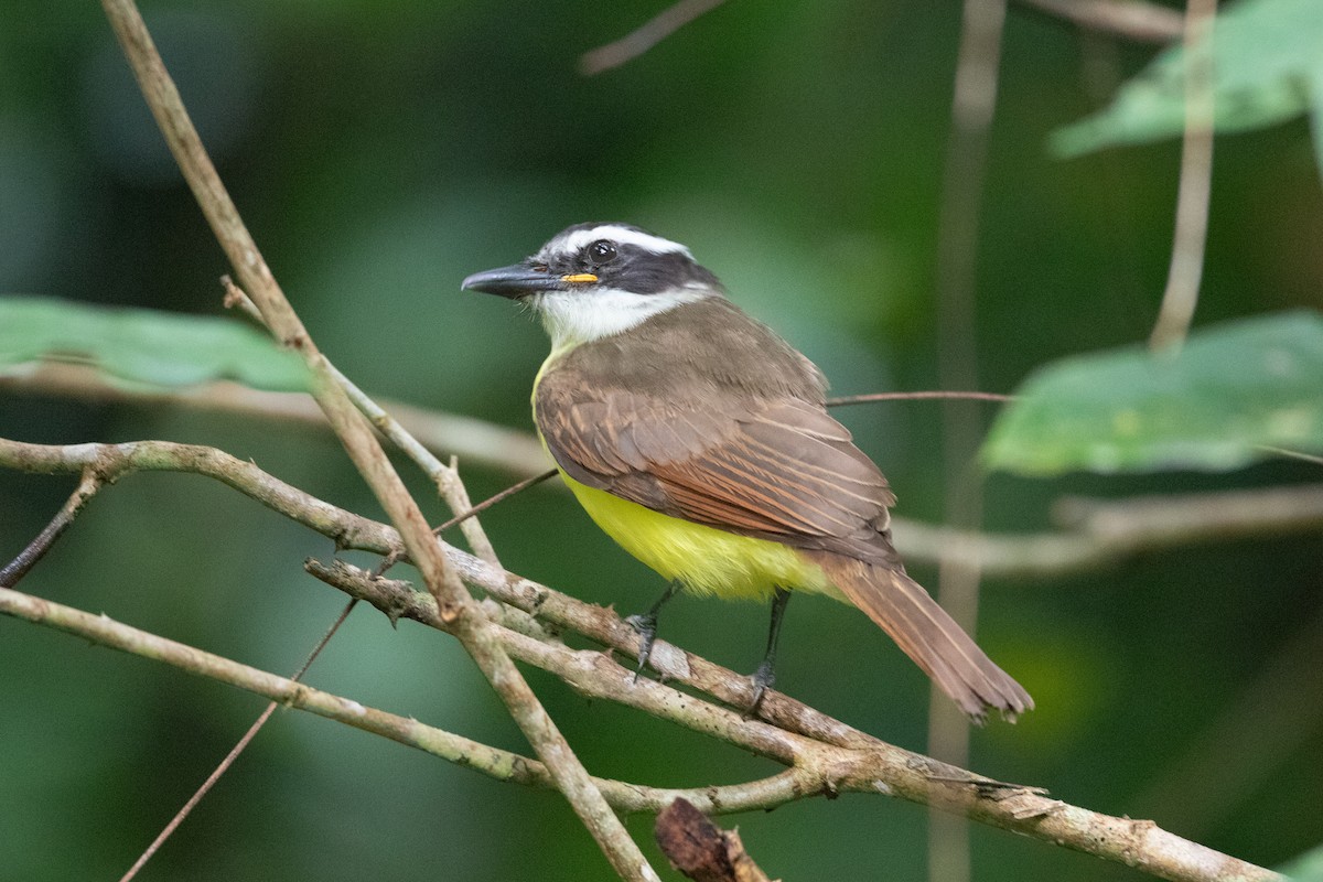 Great Kiskadee - ML620701417