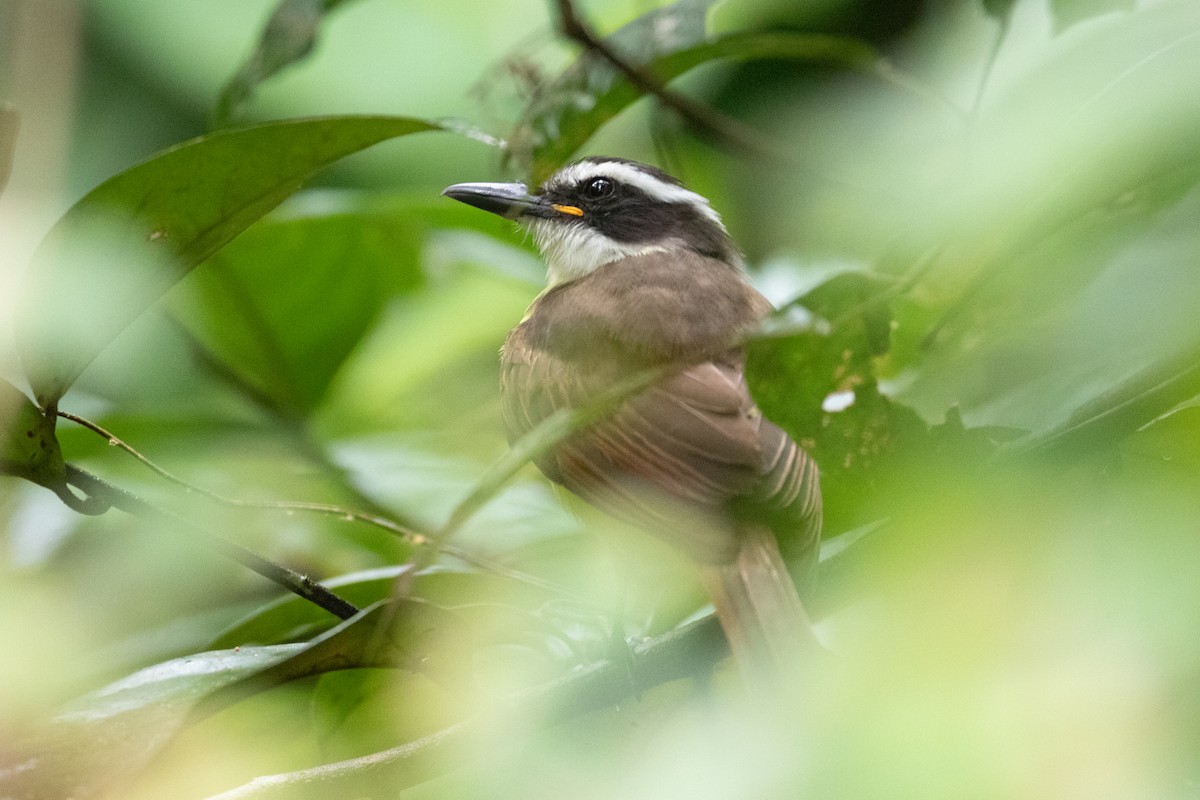 Great Kiskadee - ML620701418