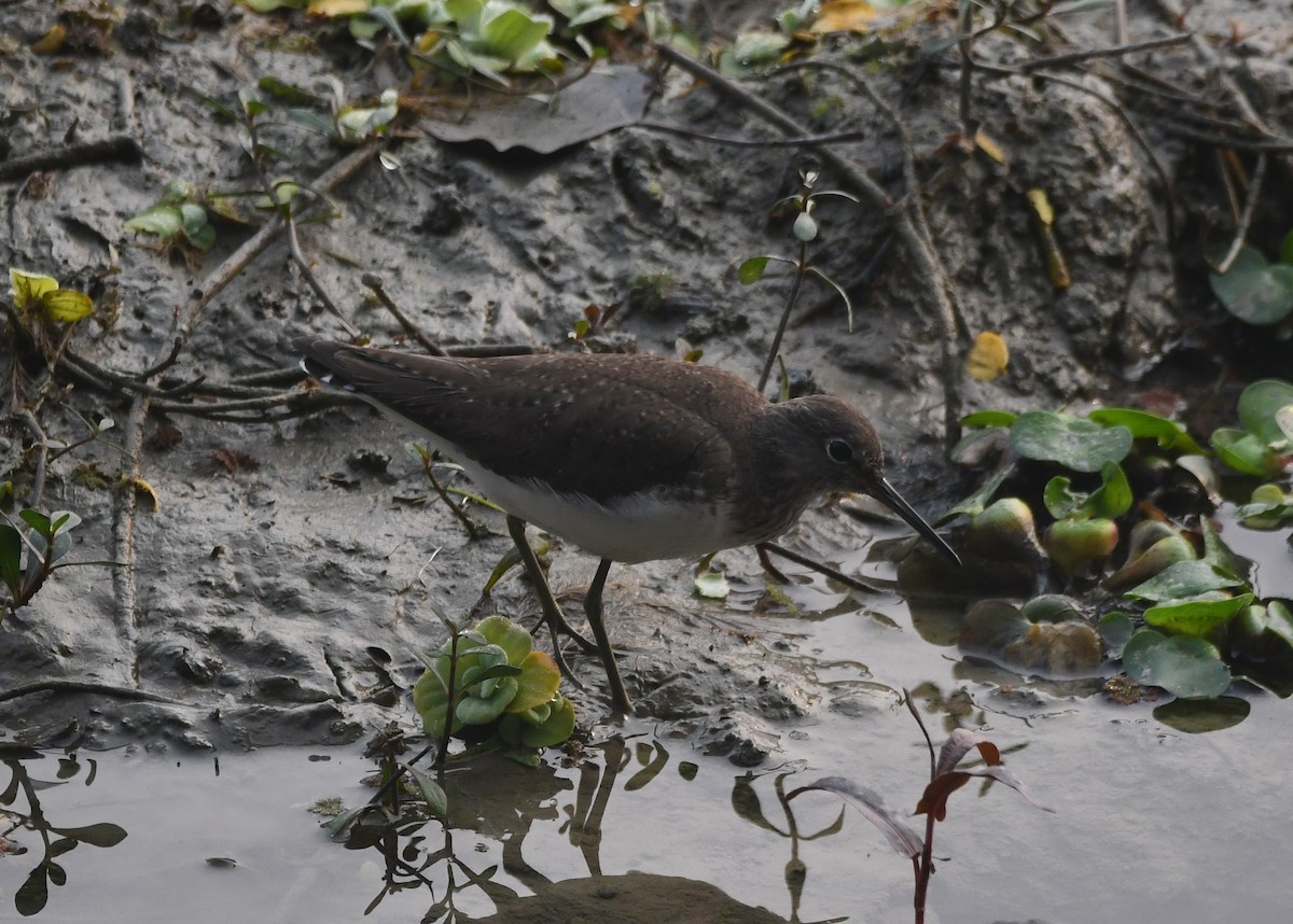 Green Sandpiper - Aishwarya Vijayakumar