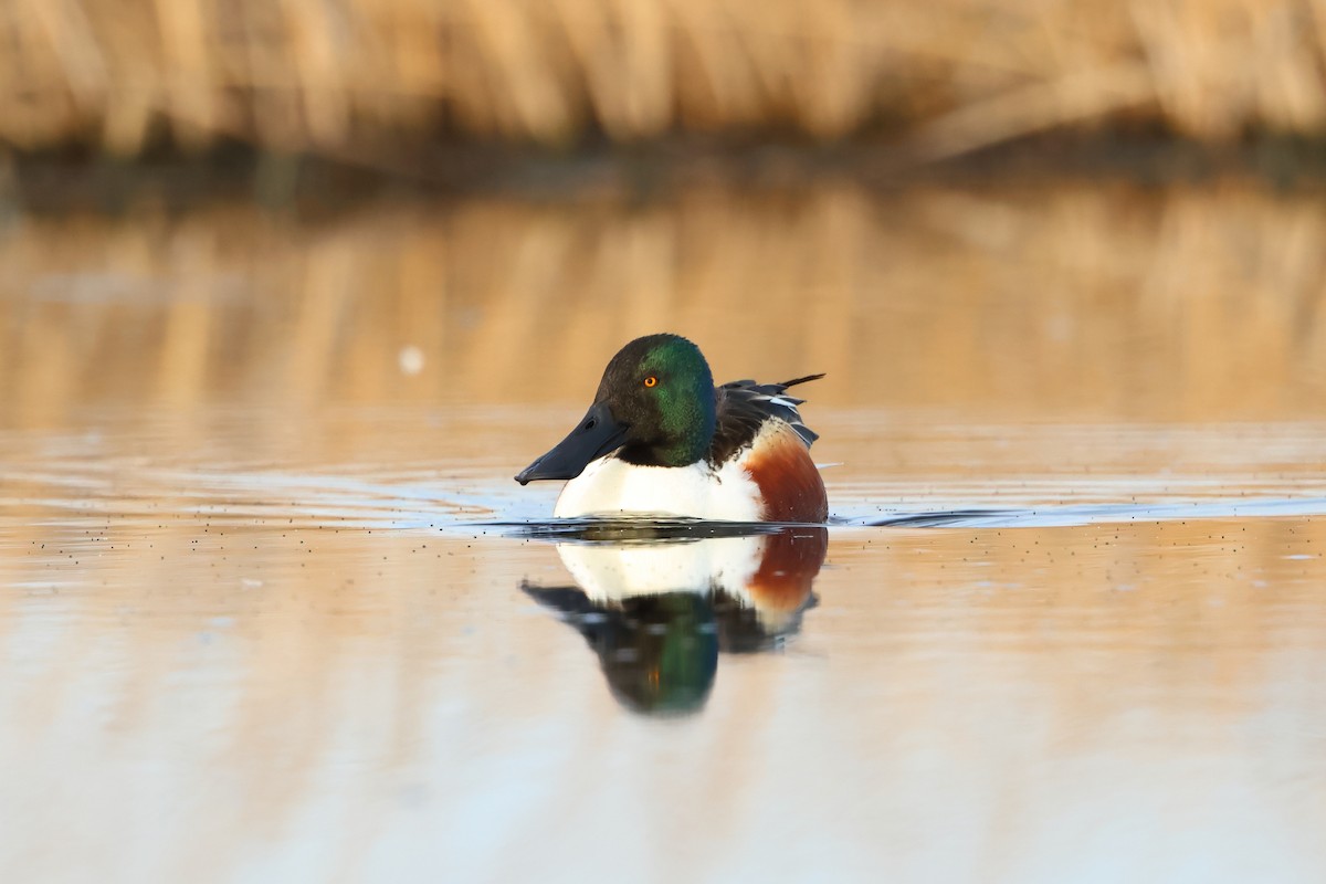 Northern Shoveler - ML620701425