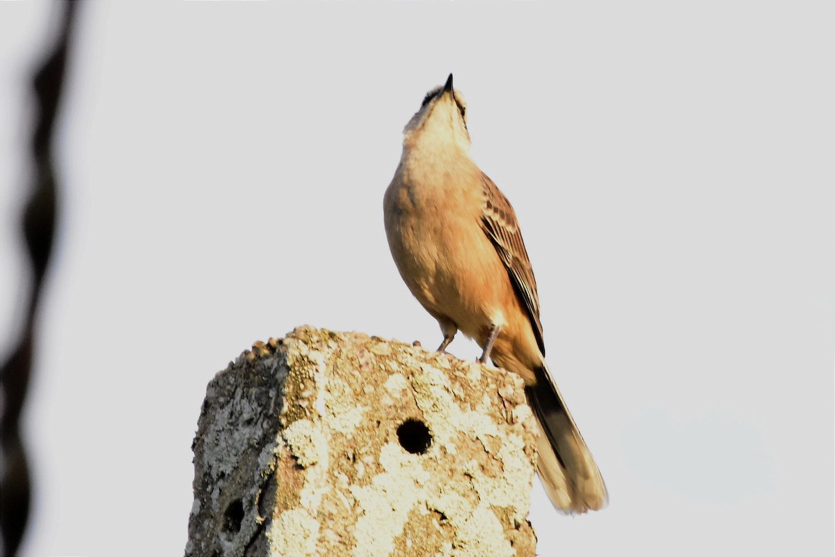 Chalk-browed Mockingbird - Juan Bardier