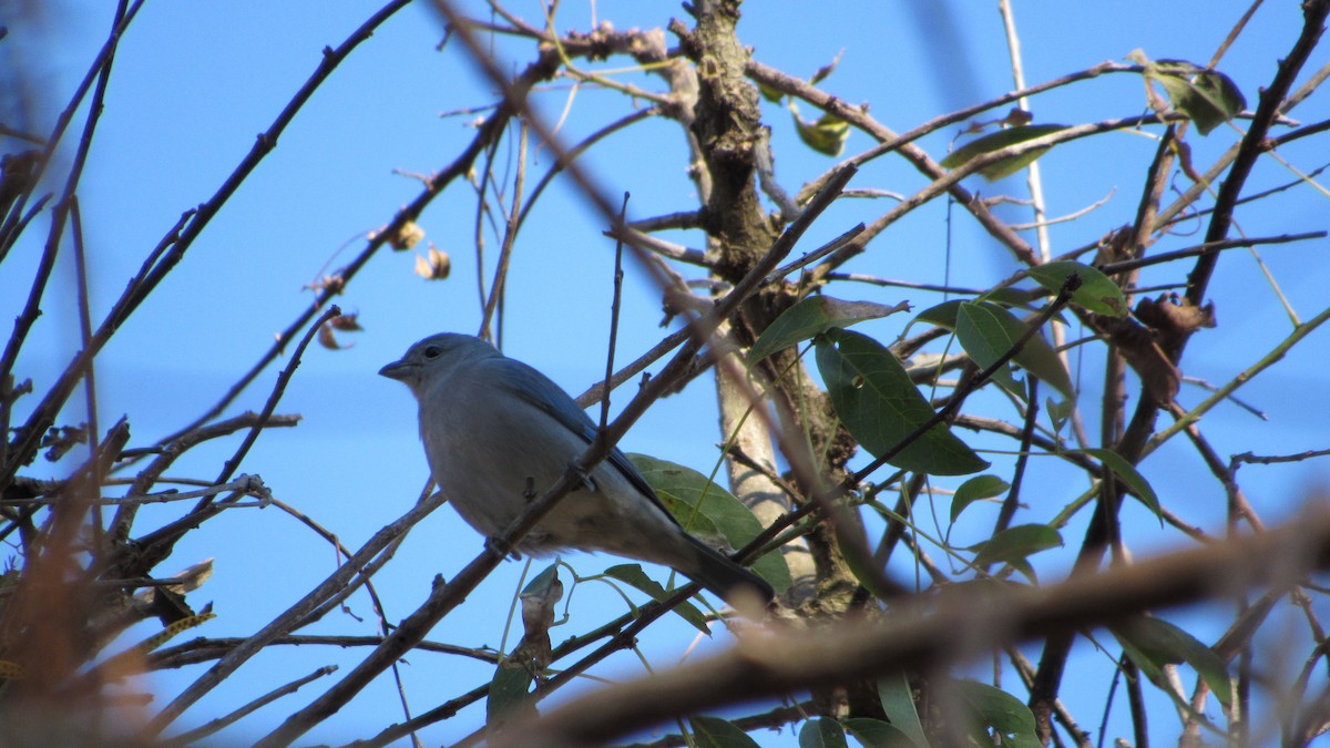 Sayaca Tanager - ML620701429