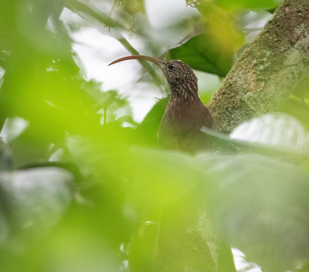 Curve-billed Scythebill - ML620701431
