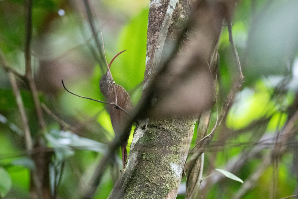 Curve-billed Scythebill - ML620701433