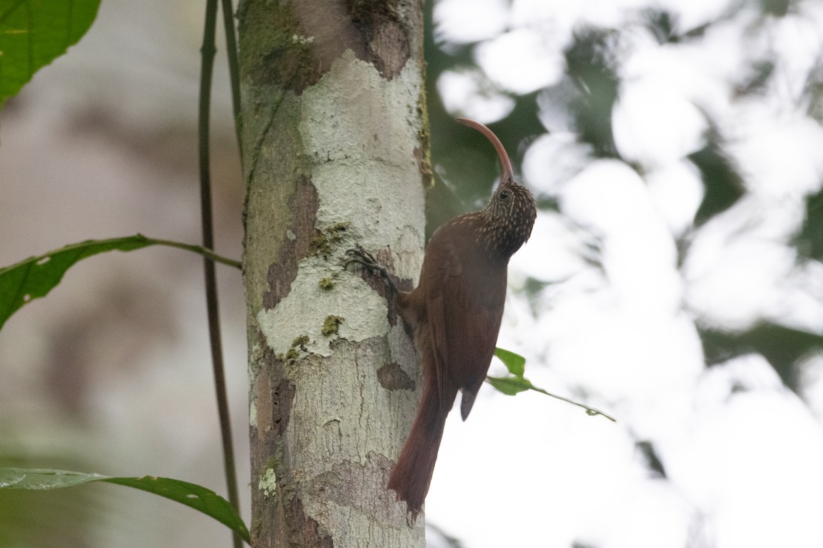 Curve-billed Scythebill - ML620701434
