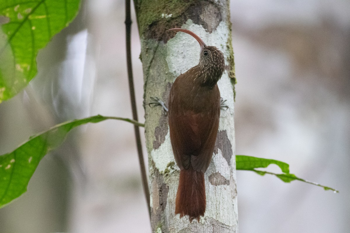 Curve-billed Scythebill - ML620701435