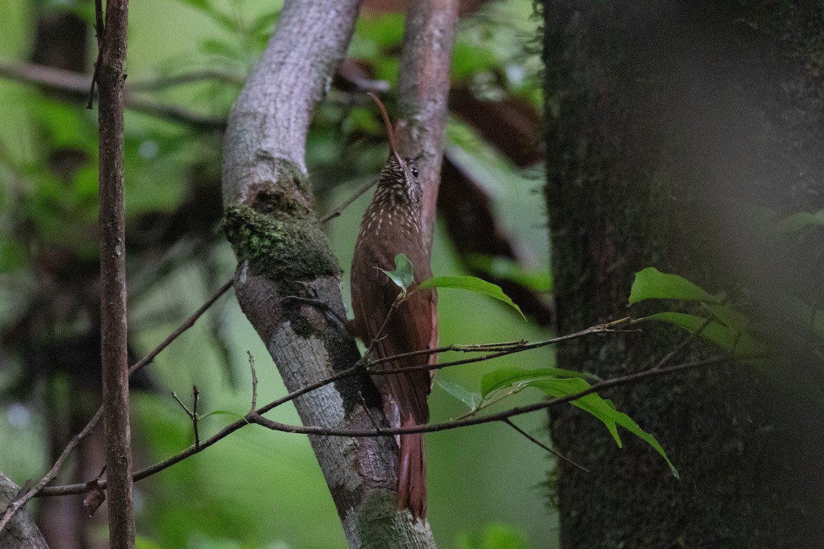 Curve-billed Scythebill - ML620701436