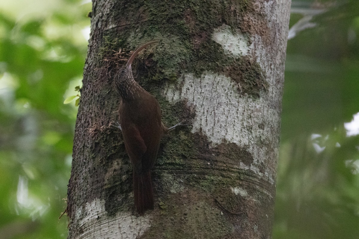 Curve-billed Scythebill - ML620701437