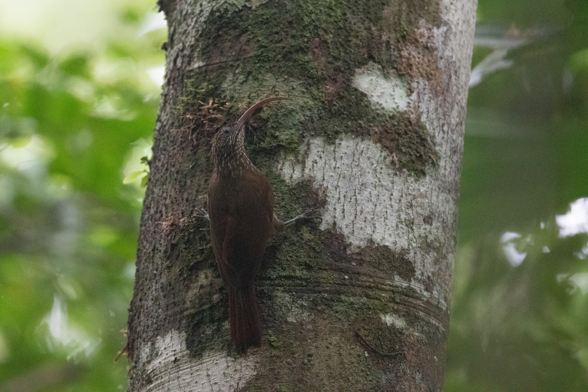 Curve-billed Scythebill - ML620701438