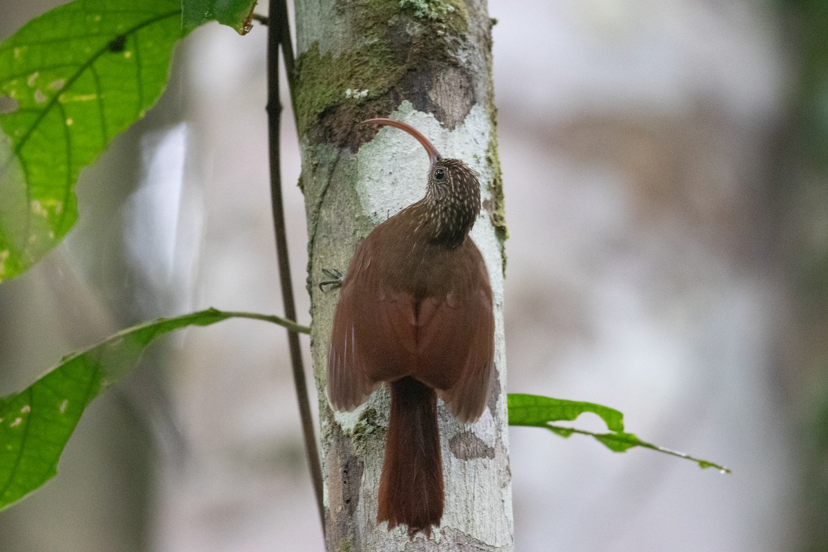 Curve-billed Scythebill - ML620701439