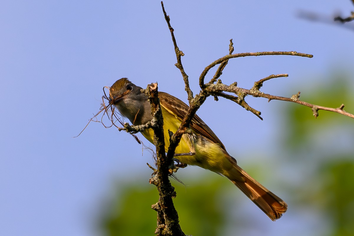 Great Crested Flycatcher - ML620701442