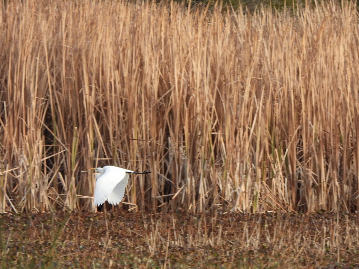 Great Egret (modesta) - ML620701451