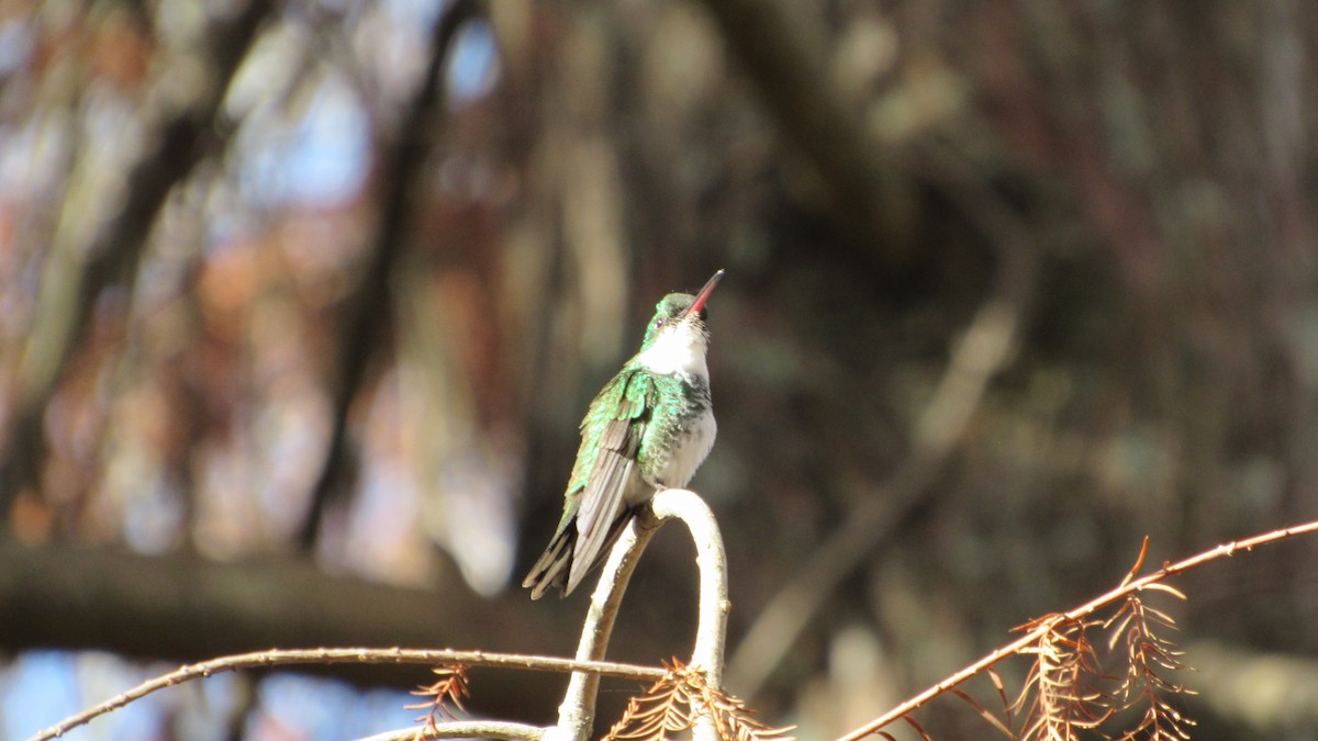 White-throated Hummingbird - ML620701453