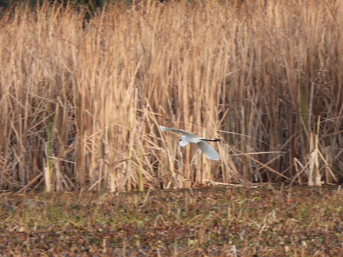 Great Egret (modesta) - Jeffrey Crawley