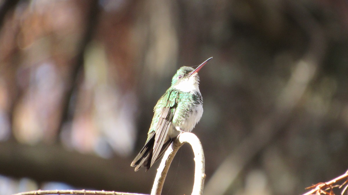 White-throated Hummingbird - ML620701459