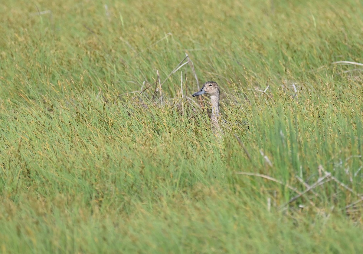 Northern Pintail - ML620701460