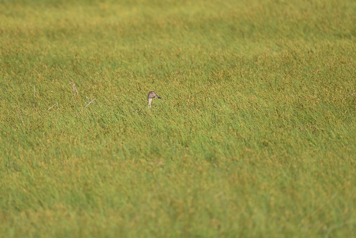 Northern Pintail - ML620701461