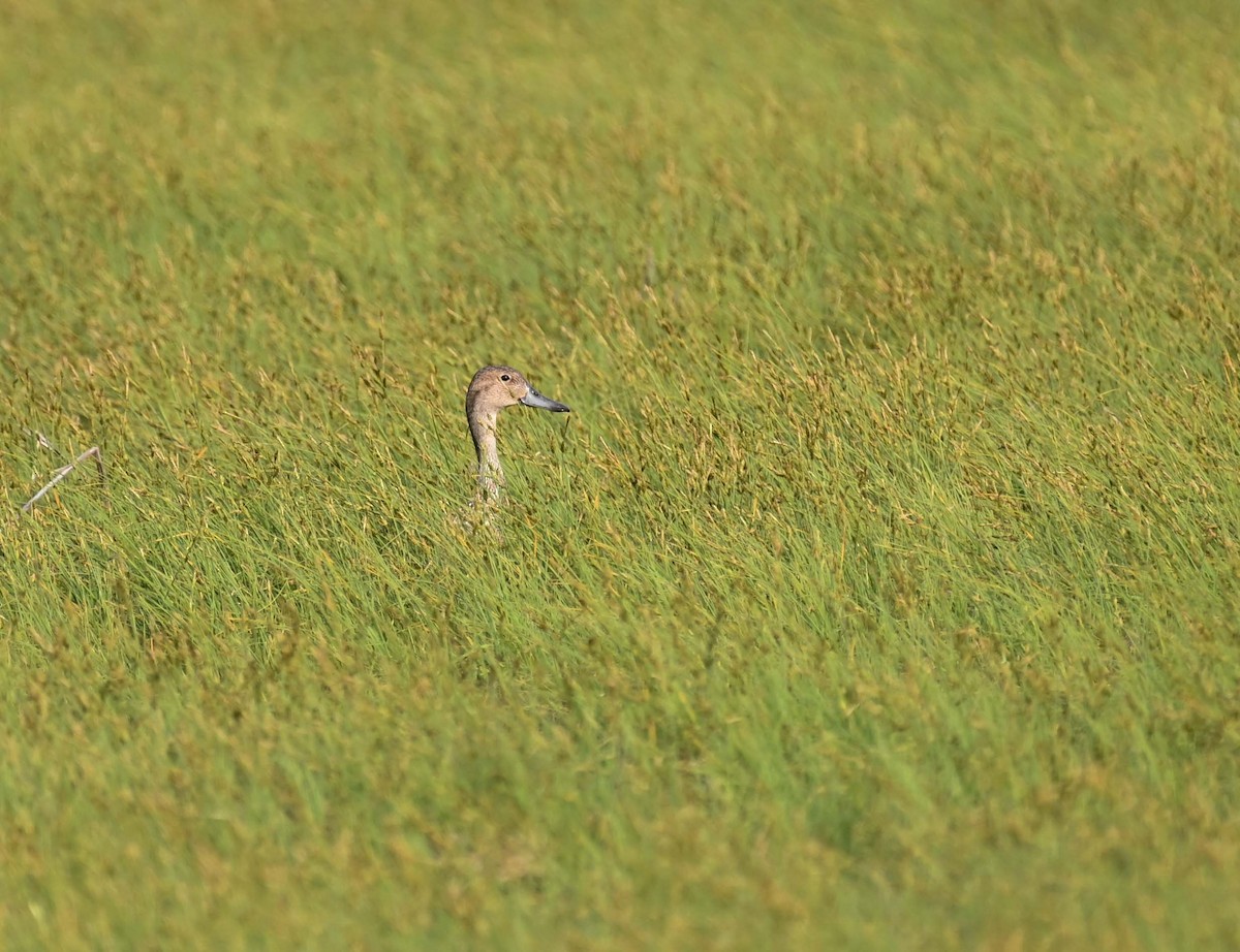 Northern Pintail - ML620701462