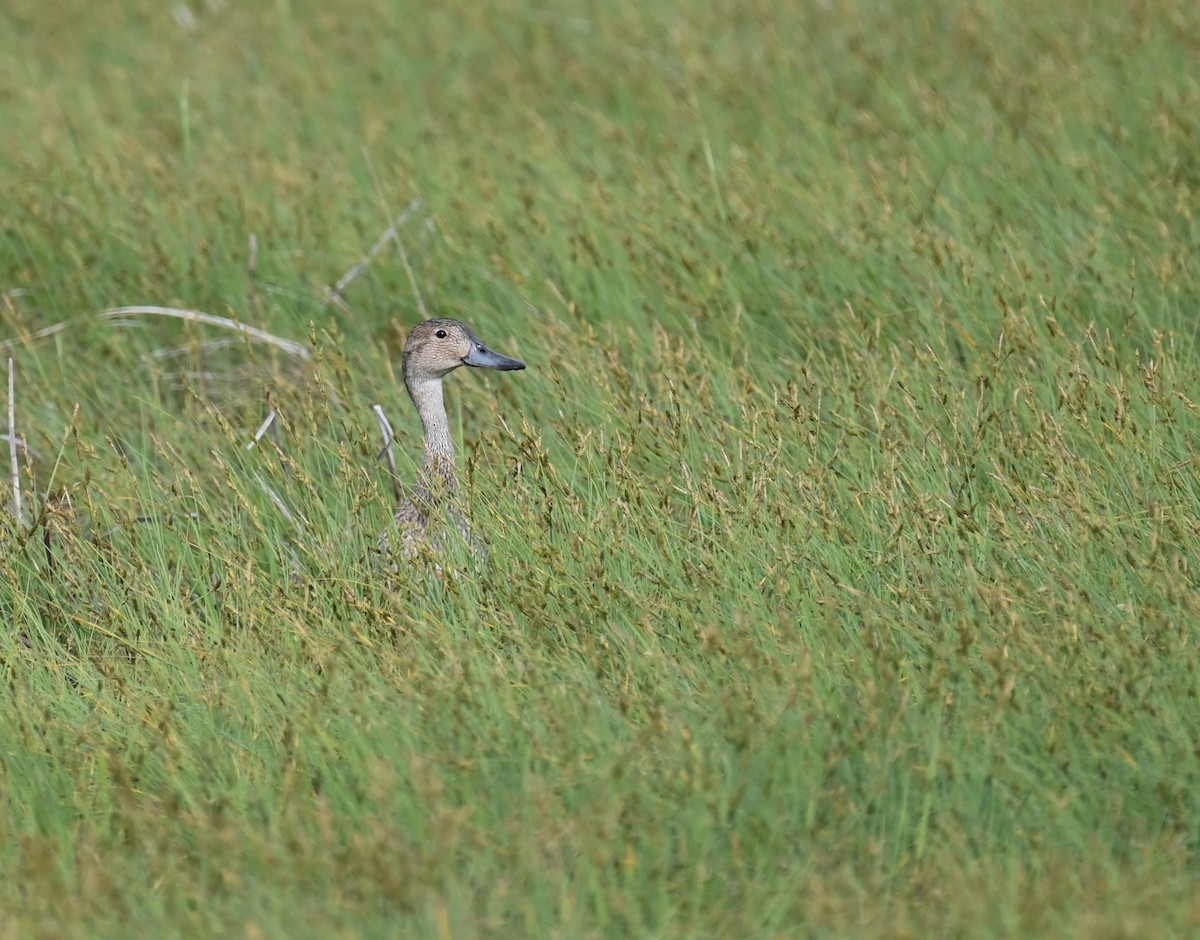 Northern Pintail - ML620701463