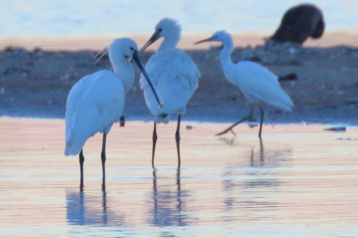 Eurasian Spoonbill - Paul Anderson