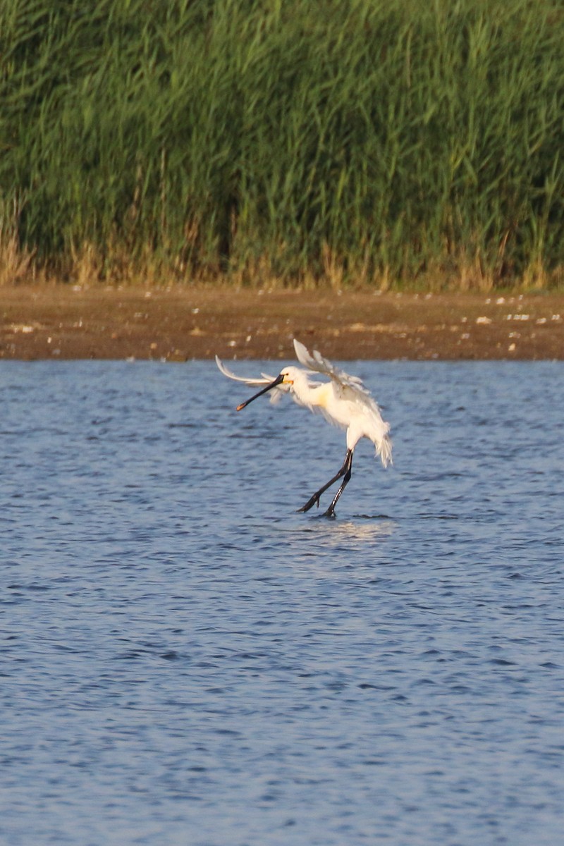 Eurasian Spoonbill - Paul Anderson