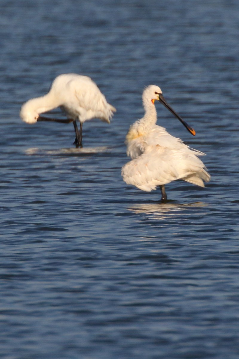 Eurasian Spoonbill - ML620701470