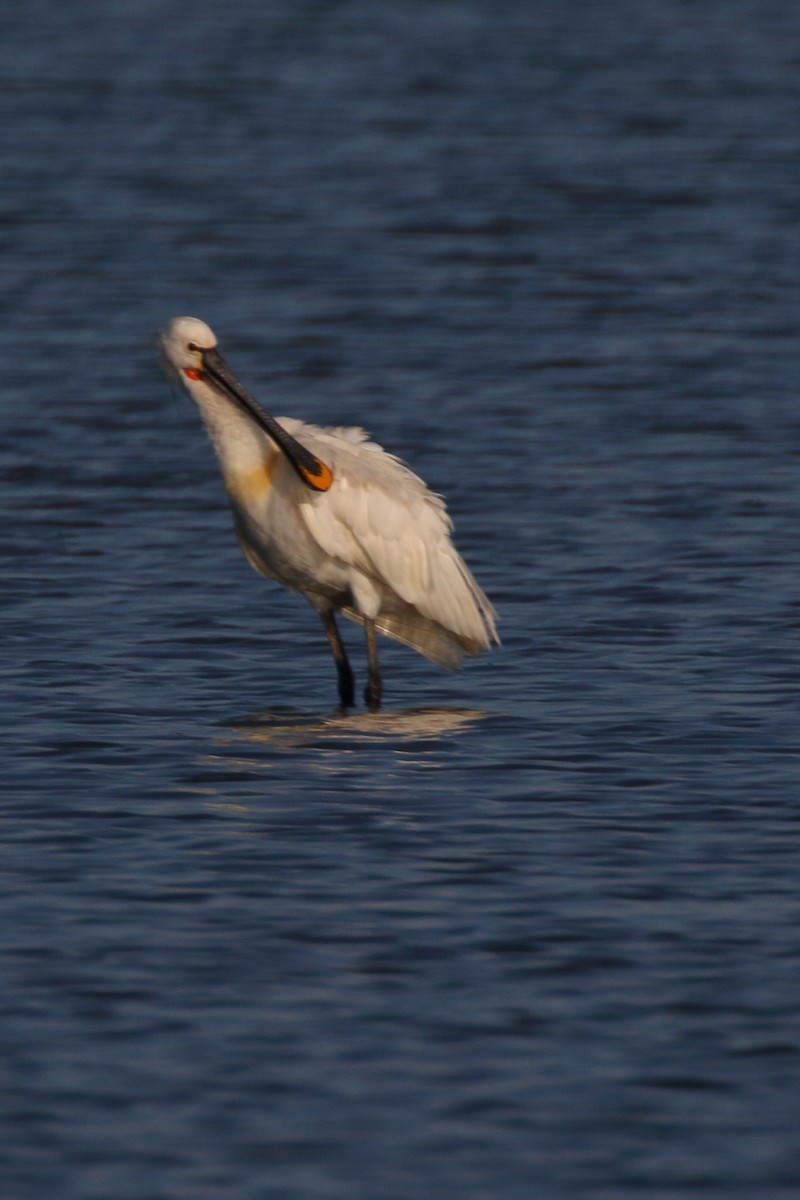 Eurasian Spoonbill - ML620701471