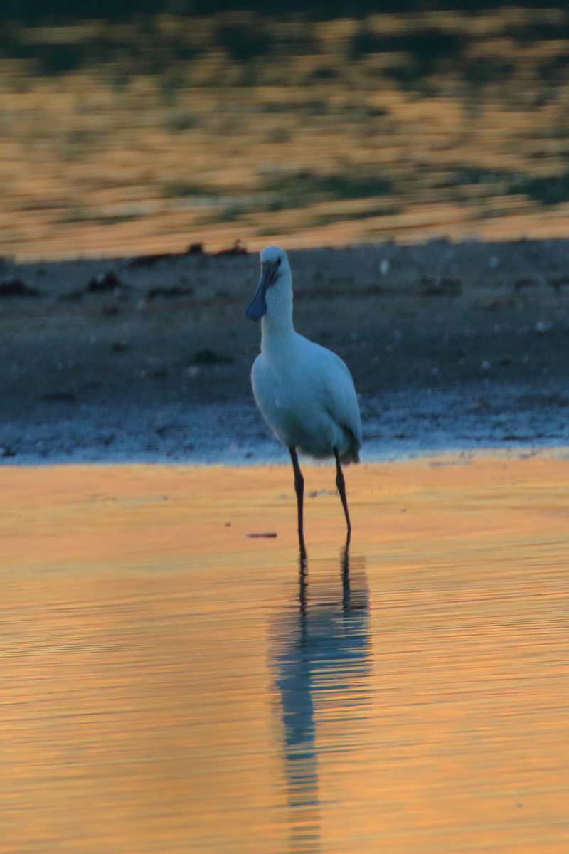 Eurasian Spoonbill - ML620701472