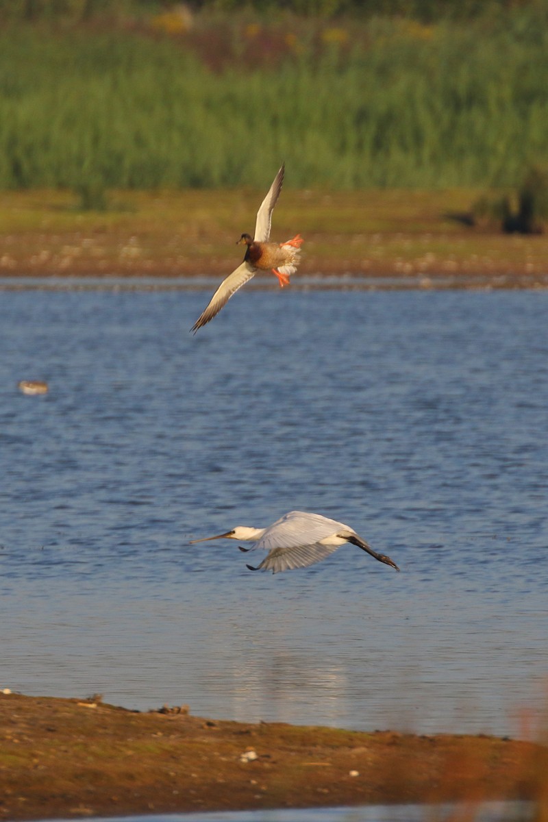 Eurasian Spoonbill - ML620701473