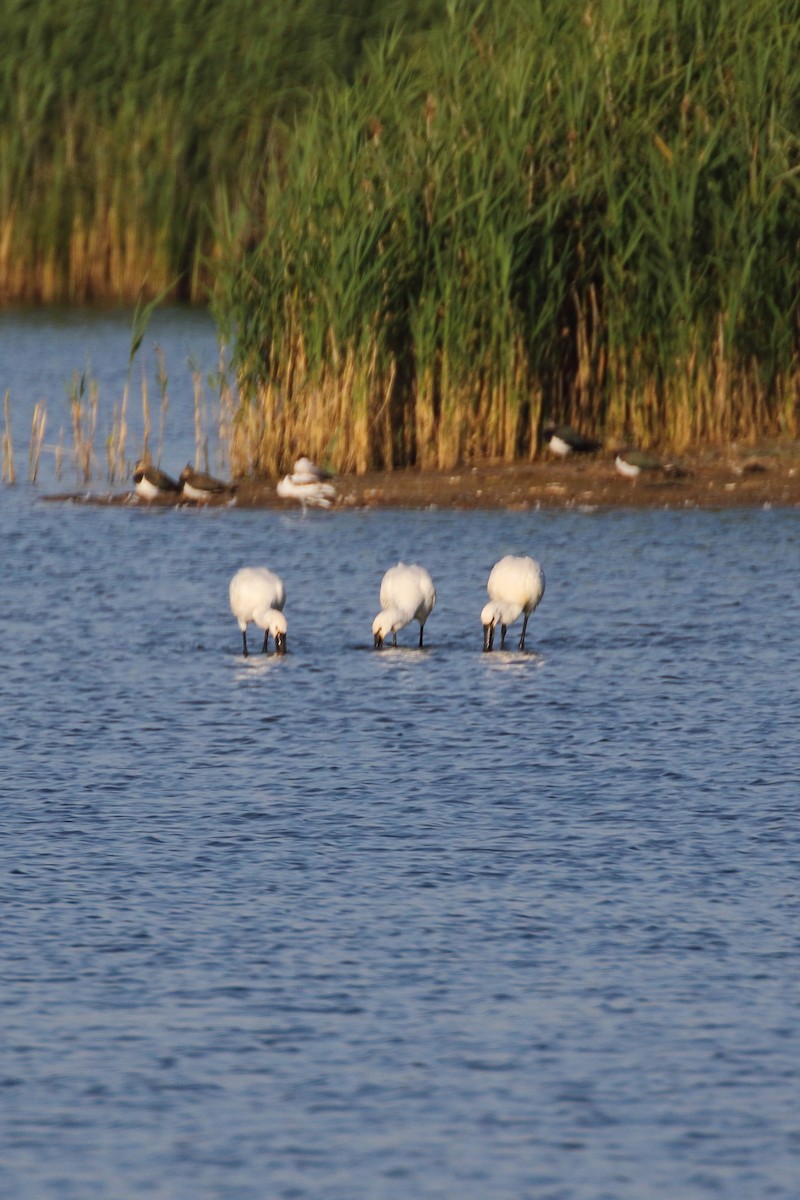 Eurasian Spoonbill - Paul Anderson