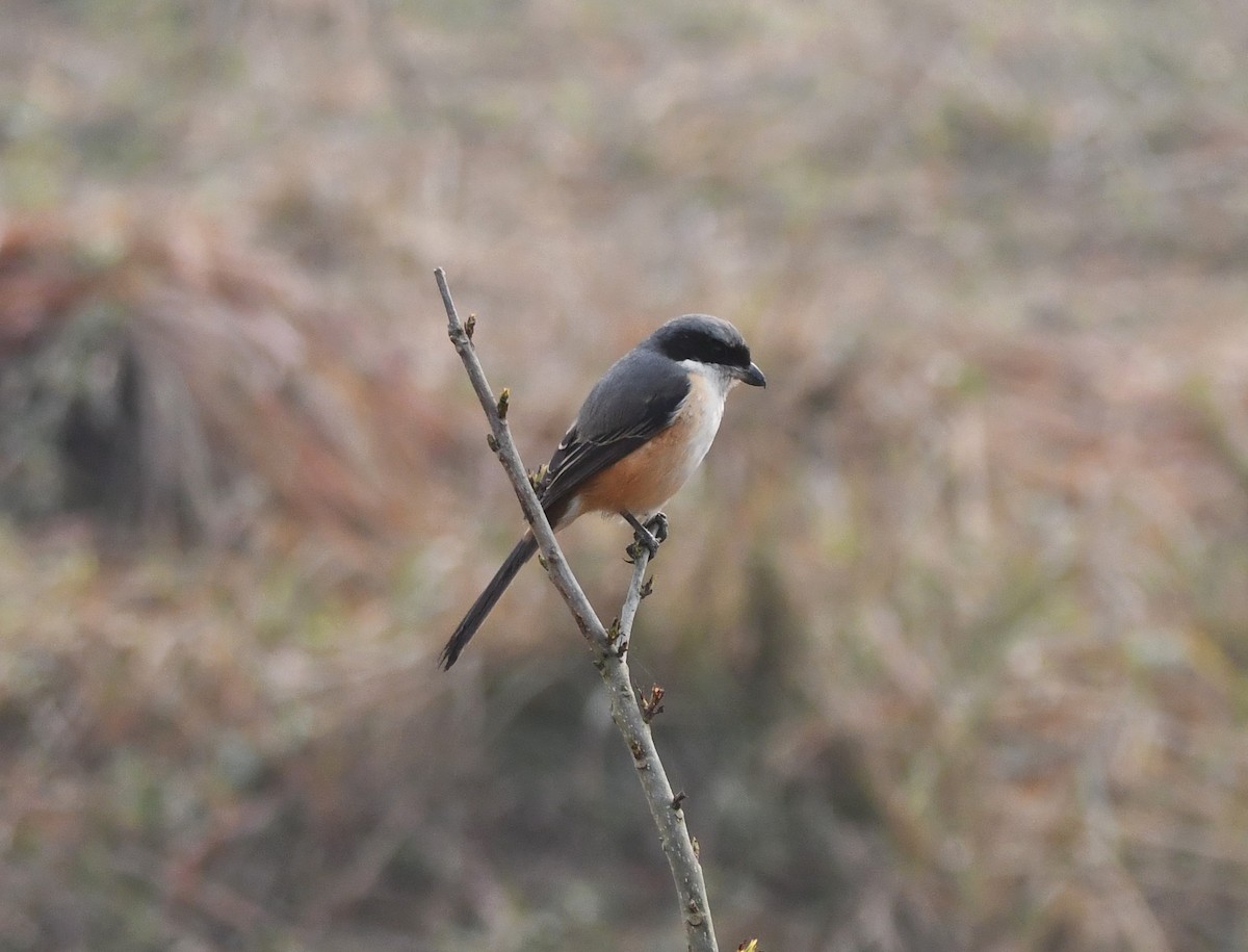 Gray-backed Shrike - ML620701476